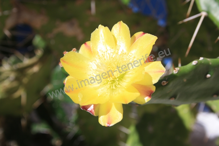 flowers_0005_a