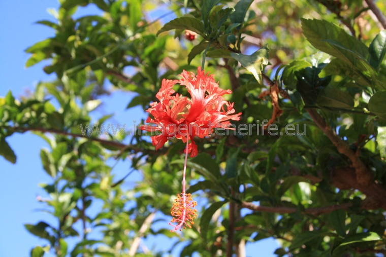 flowers_0009_a