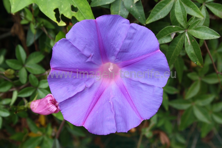 flowers_0012_a