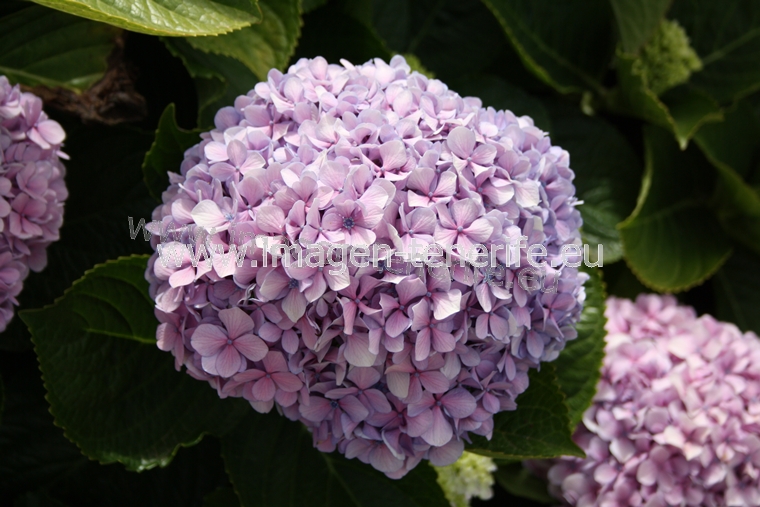 flowers_0014_a