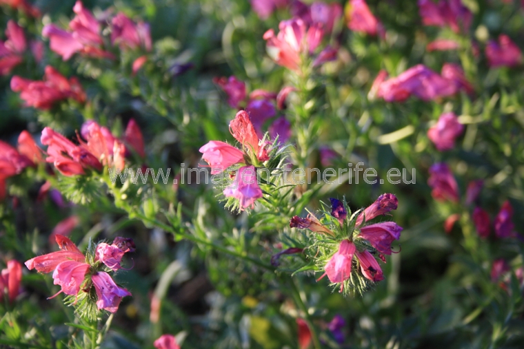 flowers_0021_a
