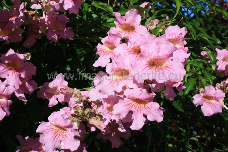 flowers_0025_a