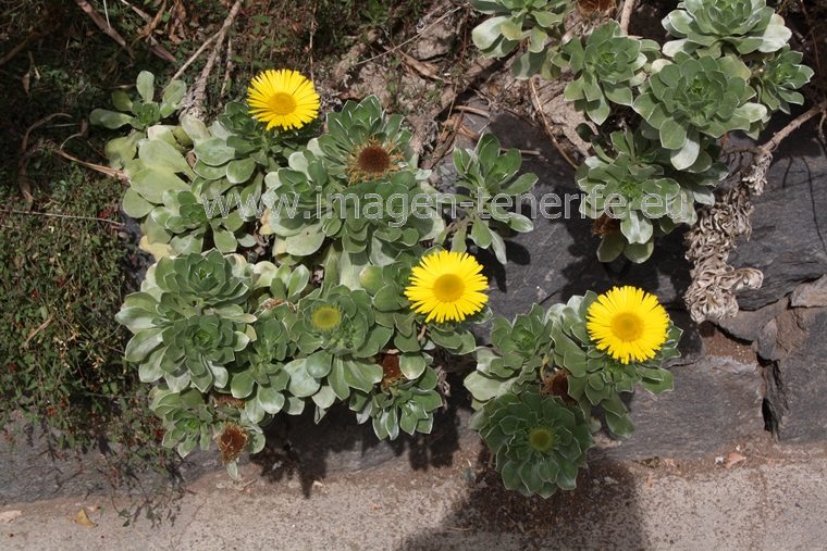 flowers_0034_a