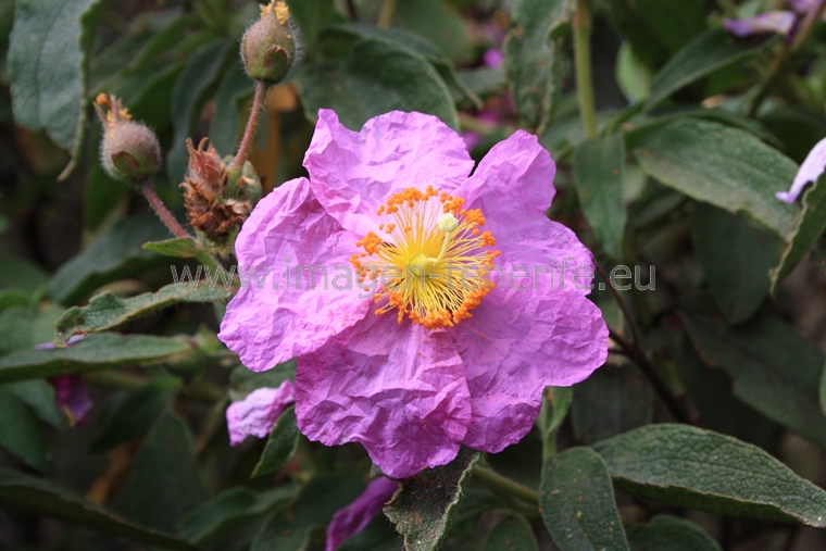 flowers_0043_a